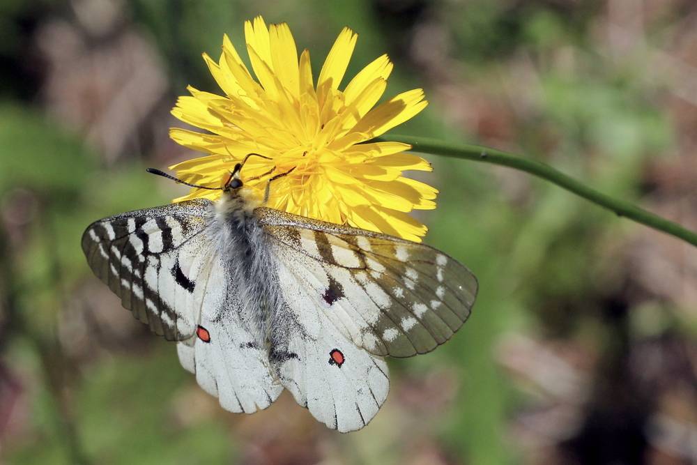 Clodius Parnassian